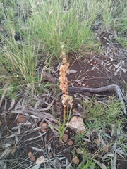 Albuca virens