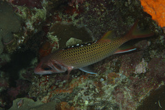 Neoniphon opercularis