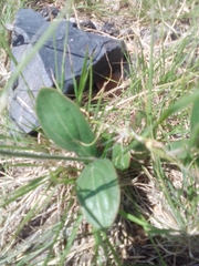 Pfaffia gnaphalioides