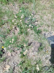 Pfaffia gnaphalioides