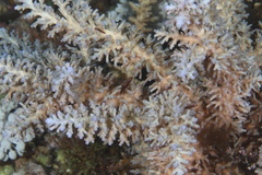 Acropora echinata
