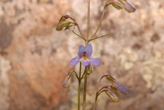 Penstemon griffinii