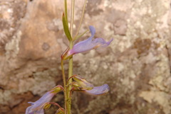 Penstemon griffinii