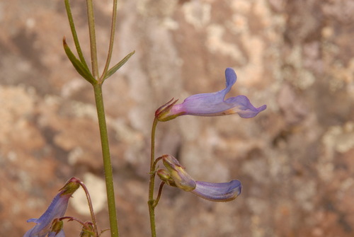 Image of Penstemon griffinii by (c) Brian Finzel, some rights reserved (CC BY-SA)