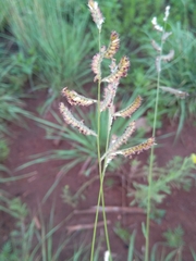 Urochloa serrata