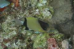 Pycnochromis retrofasciatus