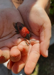 Coraliomela quadrimaculata