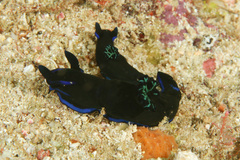 Tambja morosa