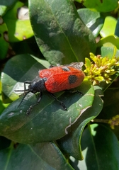 Coraliomela quadrimaculata
