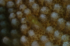 Paragobiodon xanthosoma