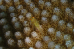 Paragobiodon xanthosoma