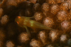 Paragobiodon xanthosoma