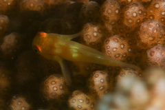 Paragobiodon xanthosoma