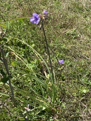 Tradescantia ohiensis