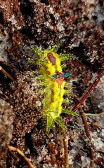 Limacodidae