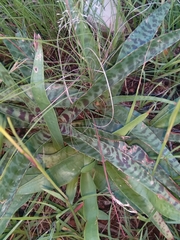 Ledebouria luteola