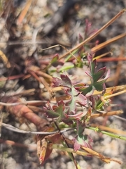Pelargonium patulum patulum