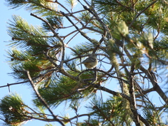 Vireo huttoni cognatus