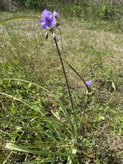 Tradescantia ohiensis