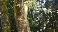 Usnea barbata