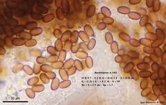 Coprinopsis stercorea