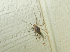 Phalangium opilio