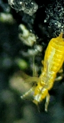 Thripoidea