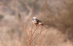 Eurocephalus ruppelli