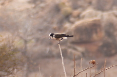 Eurocephalus ruppelli