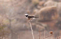 Eurocephalus ruppelli