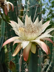 Cereus hankeanus