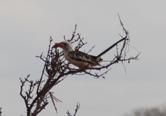 Tockus erythrorhynchus