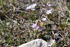 Callophrys augustinus