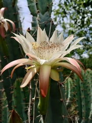 Cereus hankeanus