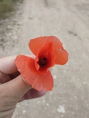 Papaver rhoeas