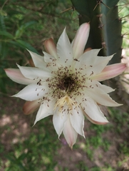 Cereus hankeanus