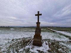 Acarospora nitrophila