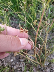 Ranunculus arvensis