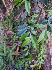 Symplocos baeuerlenii