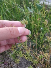 Ranunculus arvensis
