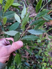 Symplocos baeuerlenii