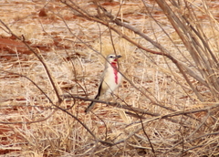 Rhodophoneus cruentus