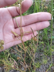 Ranunculus arvensis