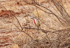 Rhodophoneus cruentus