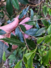 Symplocos baeuerlenii