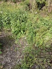 Sonchus oleraceus image