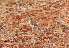 Rhodophoneus cruentus