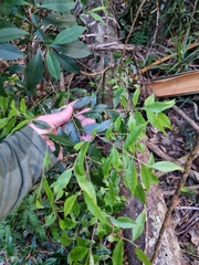 Symplocos baeuerlenii