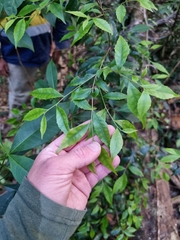 Symplocos baeuerlenii