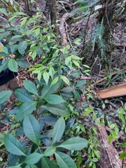 Symplocos baeuerlenii